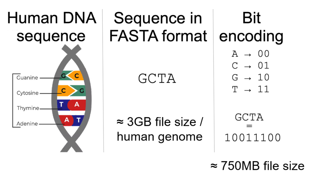 Example of bit-encoding of a DNA sequence.